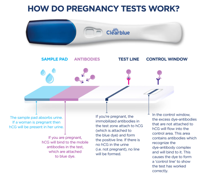 How Pregnancy Tests Work?